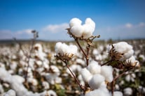 Let’s Talk Fibers – Cotton – INO‌ ‌USA‌