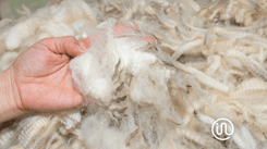 Let’s Talk Fibers – Wool – INO‌ ‌USA‌