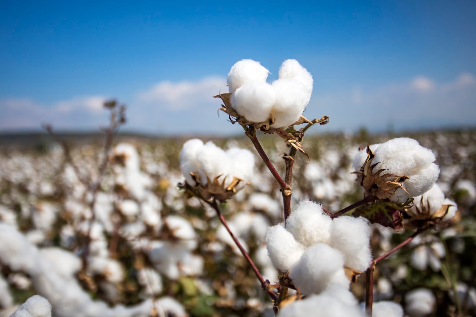 Let’s Talk Fibers – Cotton